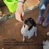 Adopta a Nala