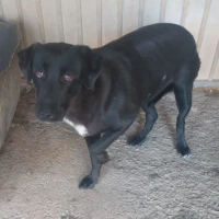 Adopta a Linda Negra