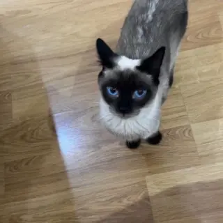 Mica