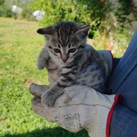 Adopta a Copi