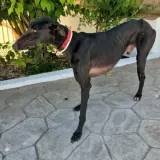 Adopta a Fénix, Precioso Galguito Tlf 645978718
