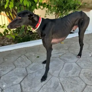 Fénix, Precioso Galguito Tlf 645978718