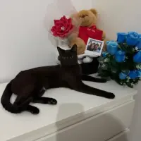 Adopta a Negrita
