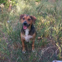 Adopta a Gitano