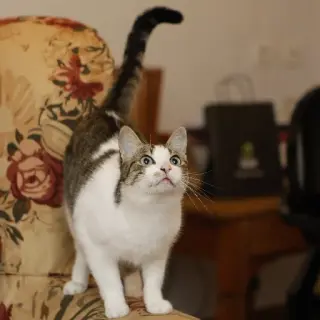 Cielito