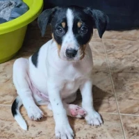 Adopta a Bombardino