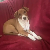 Adopta a Tobías