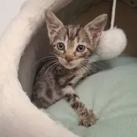 Adopta a Bart
