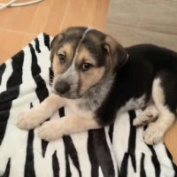 Adopta a Anubis