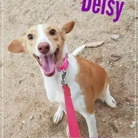 Adopta a Deisy