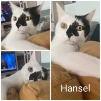 Adopta a Hansel