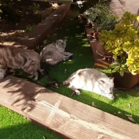 Adopta a Pim, Pam, Pum