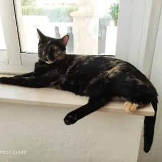 Kitty