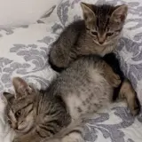 Adopta a Nini Y Kala Inés