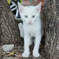 Adopta a Tin
