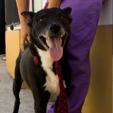 Adopta a Rambo