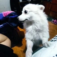 Adopta a Mike
