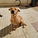 Adopta a Tayson