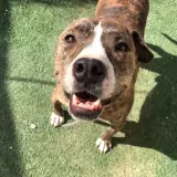 Adopta a Trasgu