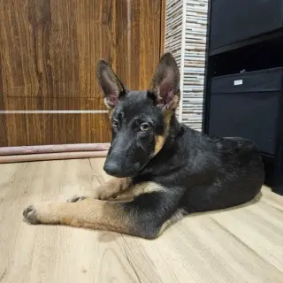 Kylo