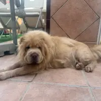 Adopta a Kira