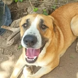 Adopta a Paco