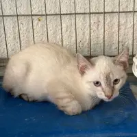 Adopta a Floc