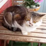 Adopta a Nino