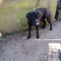 Adopta a Vinagre