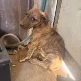 Adopta a No Tiene