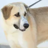 Adopta a Oreo