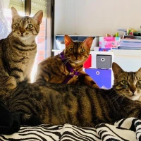 Adopta a Asia y América