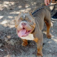 Adopta a Medusa