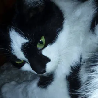 Mia