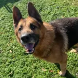 Adopta a Cairo
