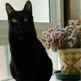 Adopta a Nala