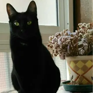 Nala