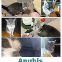 Adopta a Anubis