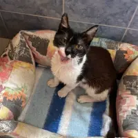 Adopta a Merlín