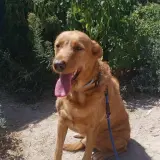 Adopta a Simba