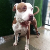 Adopta a Gordito (Lucky)