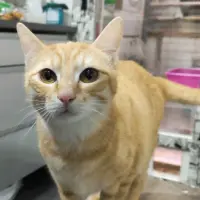 Adopta a Golfus
