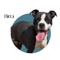 Adopta a Birra