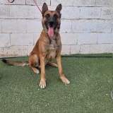 Adopta a Azcar