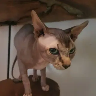 Lenny