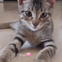 Adopta a Freya