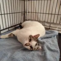 Adopta a Canijo