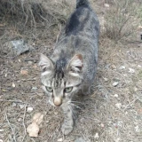 Adopta a Tigris