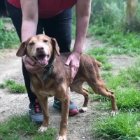 Adopta a Secretari