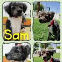 Adopta a Sam